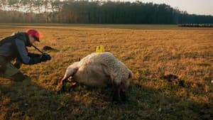 Im Land der Wölfe — foto 6