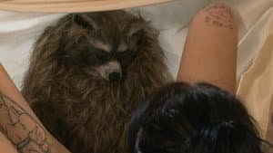 Crackcoon — foto 3
