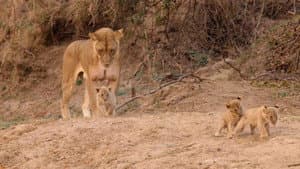 Cazadores de África — foto 3