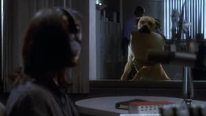 The Truth About Cats & Dogs — foto 5