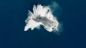 Les Gardiennes de la planète — foto 5