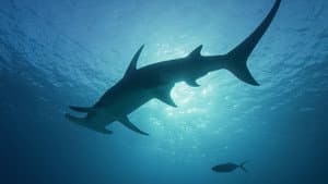 Sharkcano — foto 3