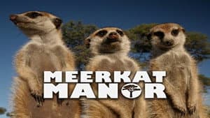 Meerkat Manor — foto 1