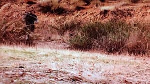 Hollywood Safari — foto 1