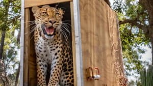 Return of the Predators — foto 1