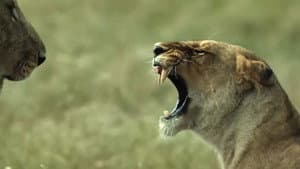 Lions: The Hunt for Survival — foto 2