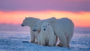Kingdom of the Polar Bears — foto 2