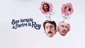 Son tornate a fiorire le rose — foto 1