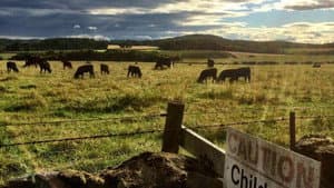 Look Back In Angus — foto 1