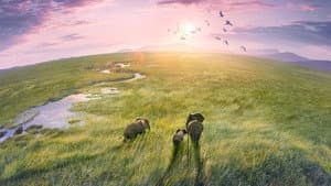 Planet Earth III — foto 12