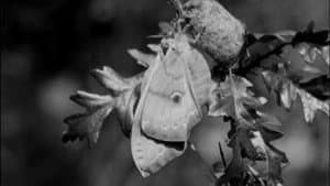 Skilled Insect Artisans — foto 1