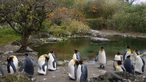 Prelude of the Moving Zoo — foto 1