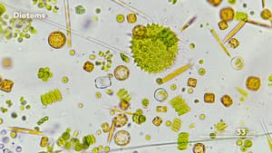 Journey to the Microcosmos — foto 10