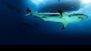 Saved From a Shark — foto 5