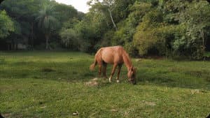 Um cavalo olhou pro céu com esperanças de fuga — foto 1