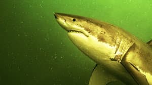 Return of the White Shark — foto 7