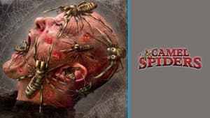 Camel Spiders — foto 1