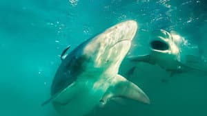 Bull Shark vs. Hammerhead — foto 9