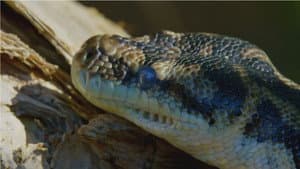 Snake Island: Wild & Deadly — foto 6