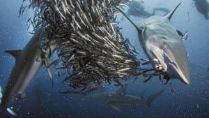 Shark — foto 3