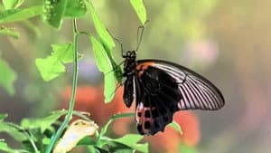 Bugs! — foto 1