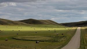 The Musical Republic of Western Canada — foto 1