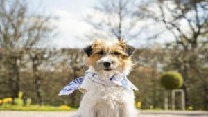 Zitterinchen — foto 1