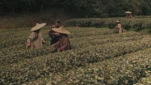 Les aventures de Robert Fortune ou comment le thé fut vole aux Chinois — foto 5