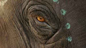 Nuestro bebé elefante — foto 1
