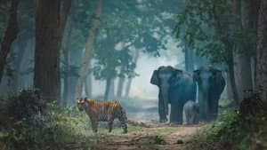 Wild India — foto 1