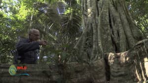 Botanist Francis Hallé Explains... — foto 5