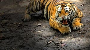 Counting Tigers — foto 2