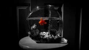 Fish Gone — foto 4