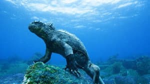 Galapagos 3D: Nature's Wonderland — foto 1