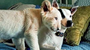 Lena and Snowball — foto 5