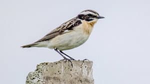 Vers un Monde Sans Oiseaux — foto 1