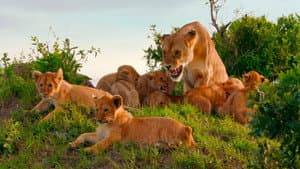 Brotherhood of Lions — foto 1