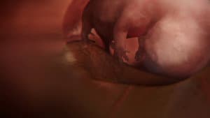 In the Womb: Animal Babies — foto 2