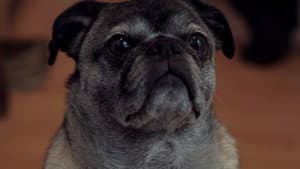 Daisy — foto 1