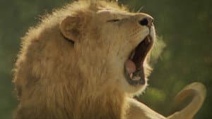 Roar — foto 4