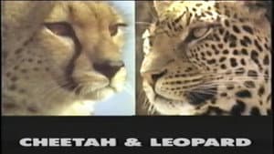 Predators of the Wild: Cheetah and Leopard — foto 1