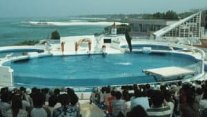 ドルフィンブルー フジ、もういちど宙へ — foto 1