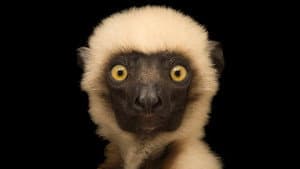 Rare: Creatures of the Photo Ark — foto 8