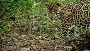 Wild Hunters — foto 2