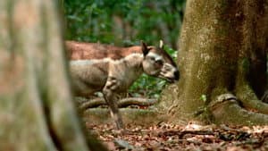 Paseando con Animales Prehistóricos — foto 7