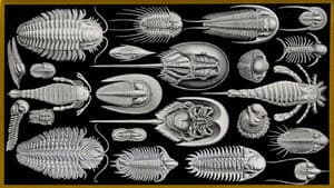 Survivors: Nature's Indestructible Creatures — foto 1