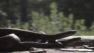 Copperhead — foto 2