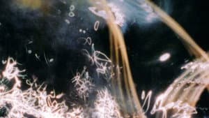 A Darkness Swallowed — foto 1