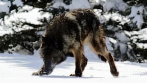 Wild Yellowstone — foto 6