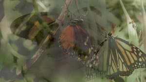 Las mariposas vuelan — foto 1